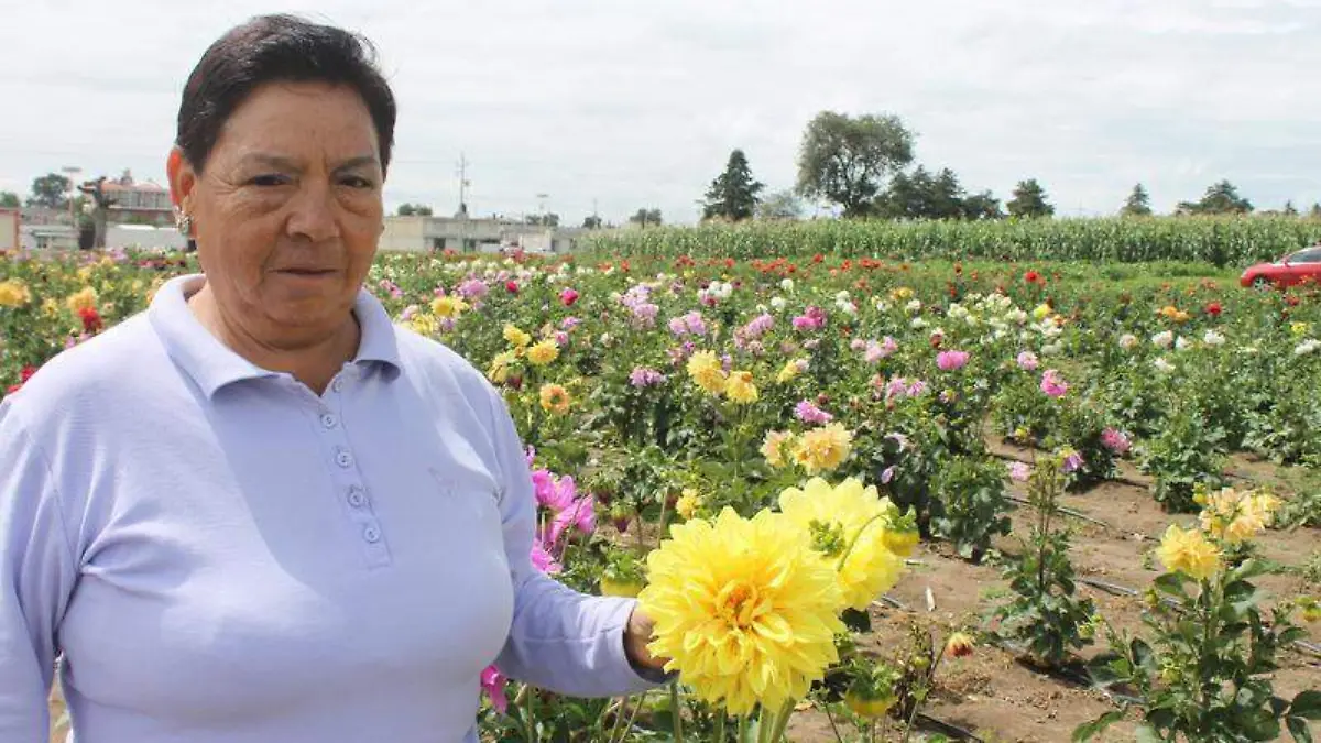 cecillia bolaños dalias